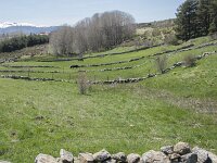 E, Avila, Navarradonda de Gredos 68, Saxifraga-Willem van Kruijsbergen