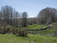E, Avila, Navarradonda de Gredos 69, Saxifraga-Willem van Kruijsbergen