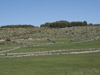 E, Avila, Navarradonda de Gredos 82, Saxifraga-Willem van Kruijsbergen