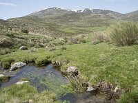 E, Avila, San Juan de Gredos, Rio Barbellido 6, Saxifraga-Willem van Kruijsbergen