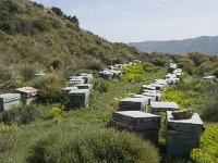 E, Granada, Orgiva, Sierra de Lujar, Olias 10, Saxifraga-Willem van Kruijsbergen