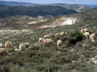 E, Teruel, Riodeva, Santa Barbara 1, Saxifraga-Jan van der Straaten