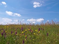 NL, Drenthe, Aa en Hunze, Breevenen 2, Saxifraga-Hans Dekker