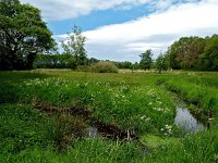 NL, Drenthe, Aa en Hunze, Burgvollen 1, Saxifraga-Hans Dekker