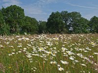 NL, Drenthe, Aa en Hunze, Burgvollen 5, Saxifraga-Hans Dekker