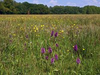 NL, Drenthe, Aa en Hunze, Burgvollen 6, Saxifraga-Hans Dekker