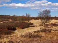 NL, Drenthe, Aa en Hunze, Gasterense Duinen 3, Saxifraga-Hans Dekker