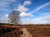 NL, Drenthe, Aa en Hunze, Gasterense Duinen 4, Saxifraga-Hans Dekker