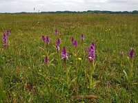 NL, Drenthe, Aa en Hunze, Rolderdiep 1, Saxifraga-Hans Dekker