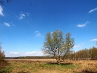 NL, Drenthe, Aa en Hunze, Tweelingen boswachterij 1, Saxifraga-Hans Dekker