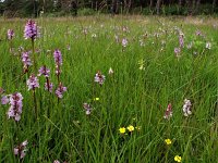 NL, Drenthe, Borger-Odoorn, Odoornerdennen 2, Saxifraga-Hans Dekker