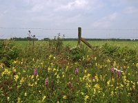 NL, Drenthe, De Wolden, Alteveer 2, Saxifraga-Hans Dekker