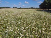 NL, Drenthe, Midden-Drenthe, Orvelte 26, Saxifraga-Hans Dekker