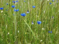 NL, Drenthe, Midden-Drenthe, Orvelte 51, Saxifraga-Hans Dekker