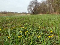 NL, Drenthe, Tynaarlo, Oudemolen 10, Saxifraga-Hans Dekker