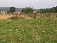 NL, Drenthe, Westerveld, Havelterberg 31, Saxifraga-Hans Dekker