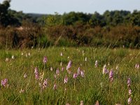 NL, Drenthe, Westerveld, Havelterberg 51, Saxifraga-Hans Dekker