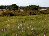 NL, Drenthe, Westerveld, Havelterberg 53, Saxifraga-Hans Dekker