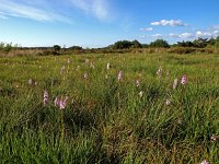 NL, Drenthe, Westerveld, Havelterberg 54, Saxifraga-Hans Dekker