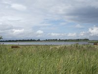 NL, Friesland, Noardeast-Fryslan, Lauwersmeer 21, Saxifraga-Willem van Kruijsbergen