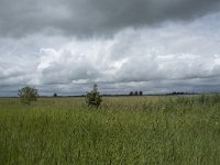 NL, Friesland, Noardeast-Fryslan, Lauwersmeer 22, Saxifraga-Willem van Kruijsbergen