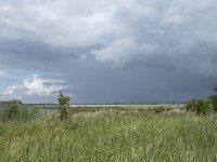 NL, Friesland, Noardeast-Fryslan, Lauwersmeer 23, Saxifraga-Willem van Kruijsbergen