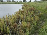 NL, Friesland, Noardeast-Fryslan, Lauwersmeer 37, Saxifraga-Willem van Kruijsbergen