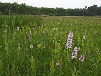 NL, Friesland, Ooststellingwerf, Stuttebosch 1, Saxifraga-Hans Dekker