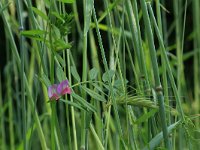 NL, Gelderland, Brummen, Cortenoever 2, Saxifraga-Hans Boll