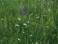 NL, Gelderland, Brummen, Cortenoever 21, Saxifraga-Hans Boll