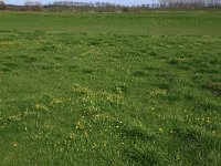 NL, Gelderland, Brummen, Cortenoever 37, Saxifraga-Hans Boll