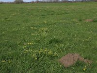 NL, Gelderland, Brummen, Cortenoever 38, Saxifraga-Hans Boll