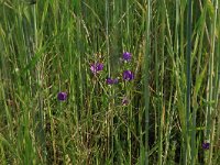 NL, Gelderland, Brummen, Cortenoever 7, Saxifraga-Hans Boll