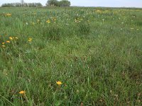 NL, Gelderland, Nijkerk, Arkemheen 10, Saxifraga-Hans Boll