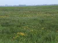 NL, Gelderland, Nijkerk, Arkemheen 12, Saxifraga-Hans Boll