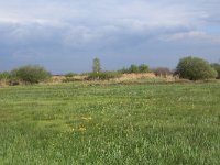 NL, Gelderland, Nijkerk, Arkemheen 5, Saxifraga-Hans Boll