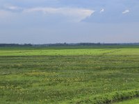 NL, Gelderland, Nijkerk, Arkemheen 6, Saxifraga-Hans Boll