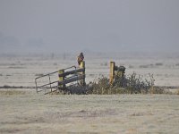 NL, Gelderland, Nijkerk, Polder Arkemheen 63, Saxifraga-Luuk Vermeer