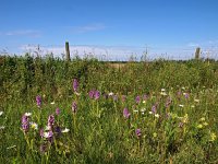 NL, Groningen, Stadskanaal, Alteveer 3, Saxifraga-Hans Dekker