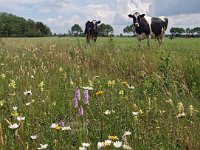 NL, Groningen, Stadskanaal, Alteveer 5, Saxifraga-Hans Dekker