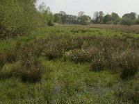 NL, Noord-Brabant, Baarle Nassau, De Broskens 11, Saxifraga-Willem van Kruijsbergen