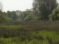 NL, Noord-Brabant, Baarle Nassau, De Broskens 17, Saxifraga-Willem van Kruijsbergen