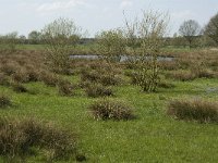 NL, Noord-Brabant, Baarle-Nassau, Halsche Beemden 122, Saxifraga-Willem van Kruijsbergen