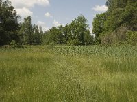 NL, Noord-Brabant, Baarle-Nassau, Halsche Beemden 48, Saxifraga-Willem van Kruijsbergen