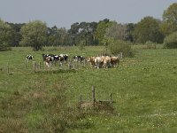 NL, Noord-Brabant, Baarle-Nassau, Halsche Beemden 49, Saxifraga-Willem van Kruijsbergen