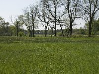 NL, Noord-Brabant, Baarle-Nassau, Halsche Beemden 52, Saxifraga-Willem van Kruijsbergen