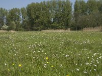 NL, Noord-Brabant, Baarle-Nassau, Halsche Beemden 66, Saxifraga-Willem van Kruijsbergen