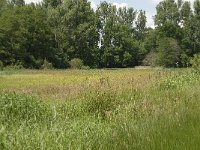 NL, Noord-Brabant, Baarle-Nassau, Halsche Beemden 75, Saxifraga-Willem van Kruijsbergen