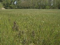 NL, Noord-Brabant, Baarle-Nassau, Halsche Beemden 92, Saxifraga-Willem van Kruijsbergen