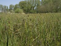 NL, Noord-Brabant, Baarle-Nassau, Halsche Beemden 94, Saxifraga-Willem van Kruijsbergen